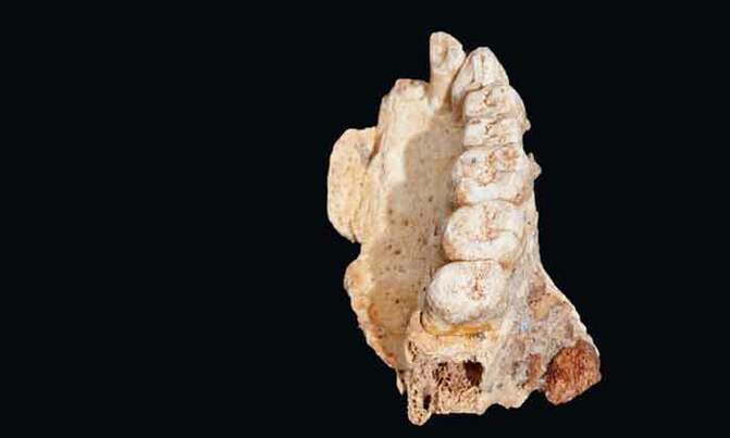 Oldest human fossil outside Africa is dug up in Israel Oldest human fossil outside Africa is dug up in Israel