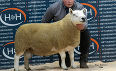 High of £28,000 for North Country Cheviots