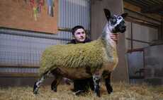  A round up of sale at auction marts around the country