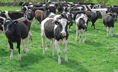 How to identify, manage and prevent BVD