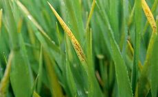 Lack of rain prompts barley stress disease warning