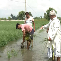 Punjab farmers suffer crop losses as Satluj water enters fields in Fazilka; Govt. establishes relief centres for flood-affected people