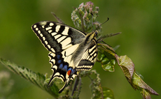 Endangered species to receive £60m funding boost for wildlife protection