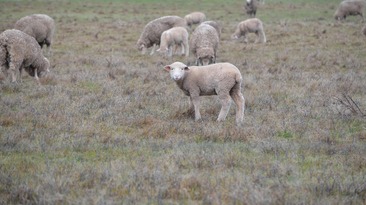 Post-lambing feed management is vital for sheep, especially in drier conditions.