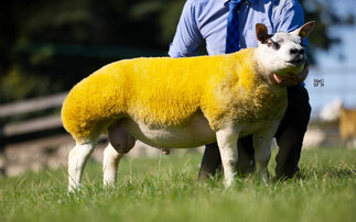  High of 21,000gns for Beltex at Lanark