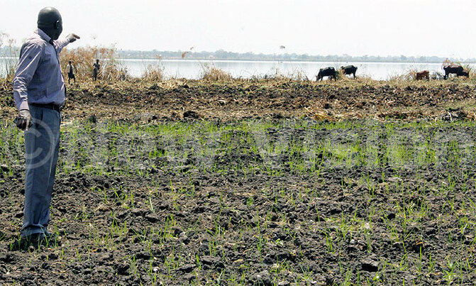 Bird songs dies out as nestlands dry up Bird songs dies out as nestlands dry up