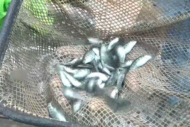 JK: Unemployed youth starts Trout fish farming in the cold water areas of Rajouri under PMMSY