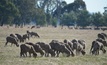 AWI is seeking woolgrowers to take part in a national blowfly research project. Photo: Mark Saunders.