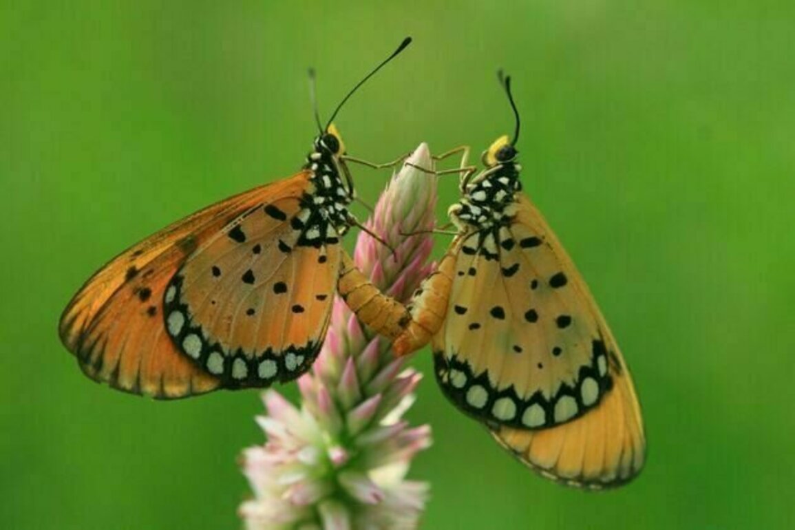 Spring air is humming with insects. But we're blind to what's happening to them