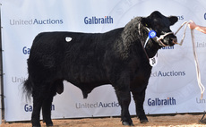 STIRLING BULL SALES: Aberdeen-Angus trade tops at 13,000gns