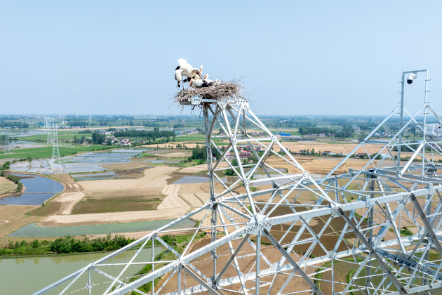 (EcoChina)CHINA-ANHUI-ORIENTAL WHITE STORKS-PROTECTION (CN)