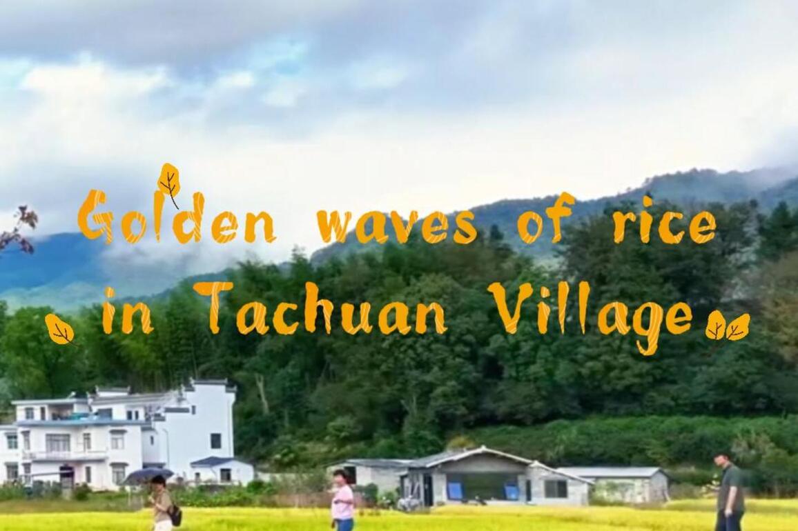 60"FlyOverChina | Golden waves of rice in Tachuan Village