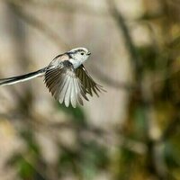 For long-tailed tits, it really does take a village