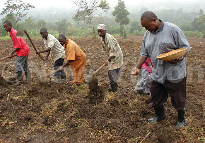  ilbert ukenya planting yellow beans at his farm