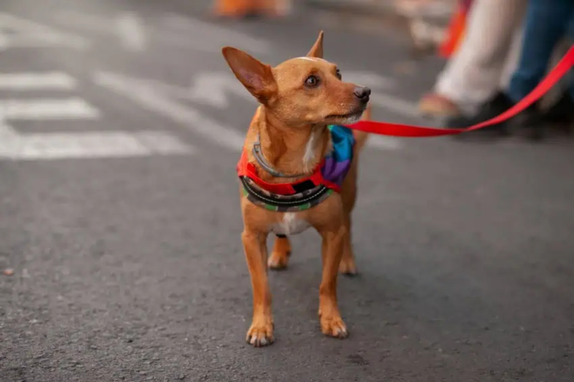 What's on in Puerto Vallarta in May 2025&quest;