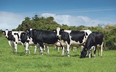 Performance, not looks, should drive dairy breeding decisions