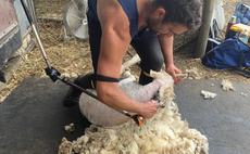 Sheep shearing visas extended for additional year