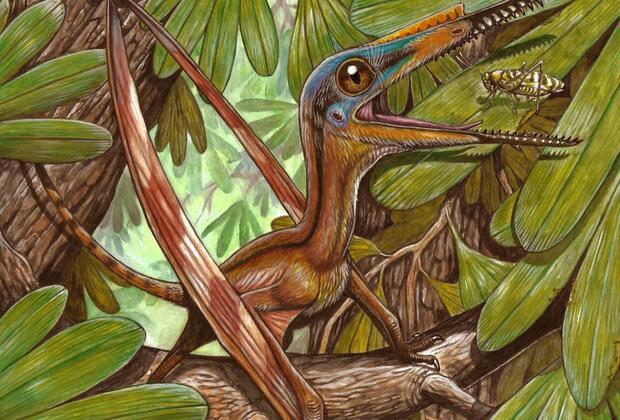 Chinese, Brazilian researchers uncover new species of pterosaur fossils in NE China