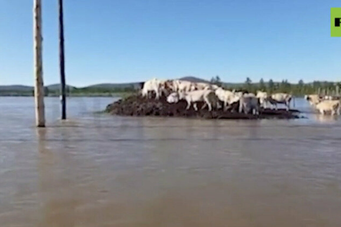 Summer floods wreak havoc in Russian Far East region 