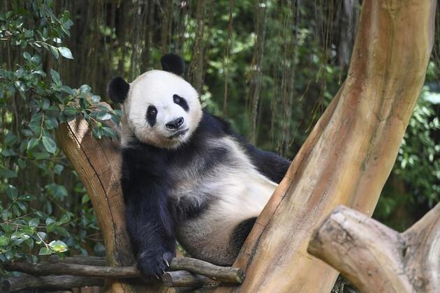 Visitors to Indonesia's panda palace experience charm of Chinese culture