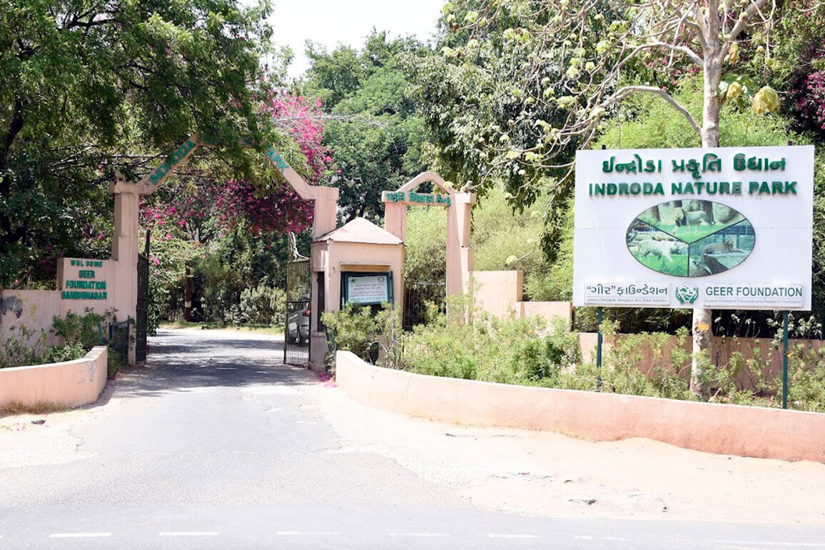Coolers, sprinklers and special diets: Indroda Zoo protects animals from extreme heat