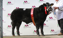 Brecon Show Potentials top at £6,700 