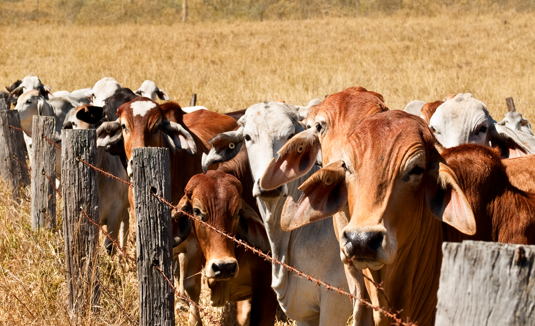 The cause of cattle deaths onboard the Braham Express are still being investigated, but clinical signs are consistent with botulism. Credit: Sherjaca_Shutterstock.
