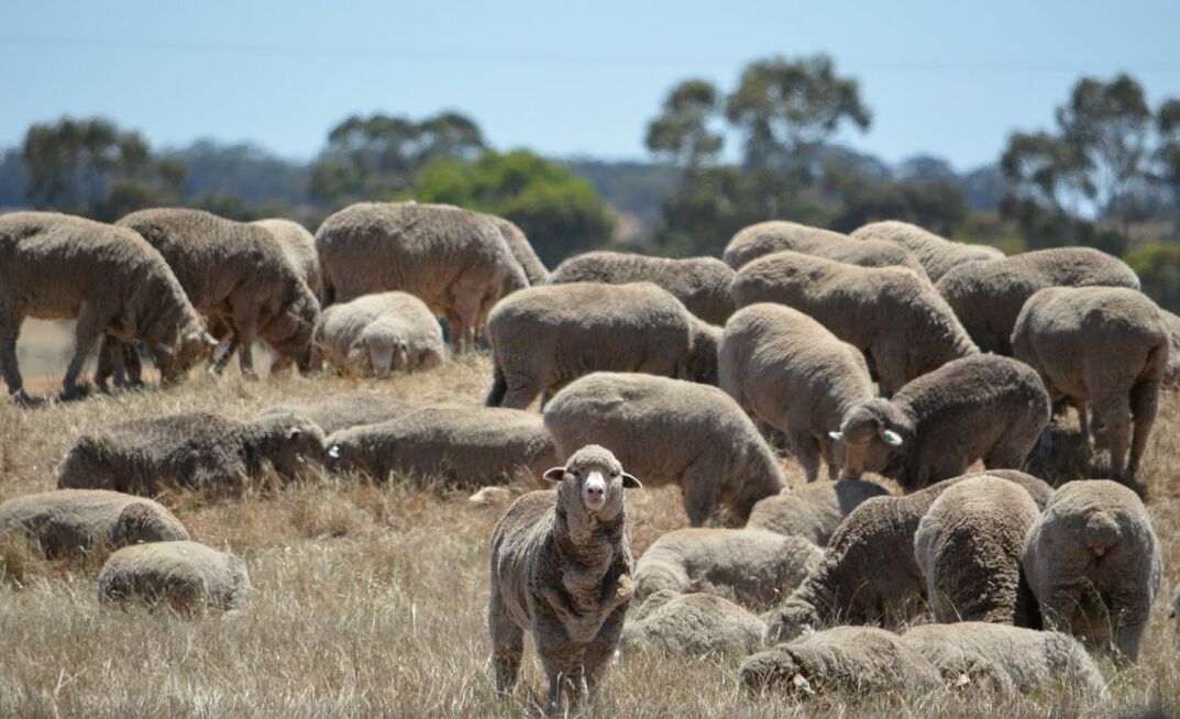 WAMMCO receives $12m loan to boost its sheep and lamb processing capacity.