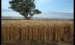  A new $25 million research investment will set up grain growers for the future, the GRDC says..