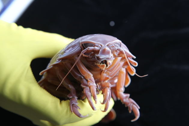 CHINA-DEEP-SEA ISOPOD-RESEARCH (CN)