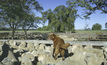 Australia top dog in several commodities
