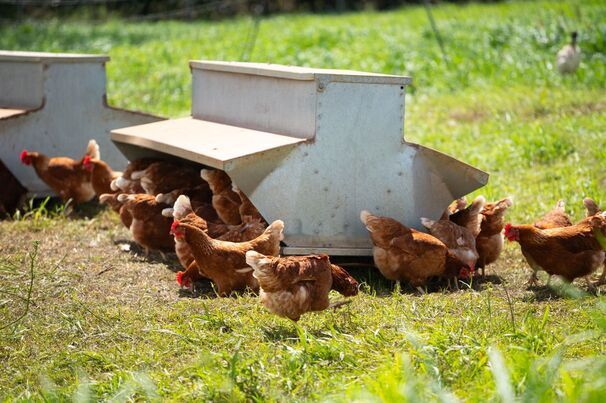 H5 bird flu has been detected in Australia. 