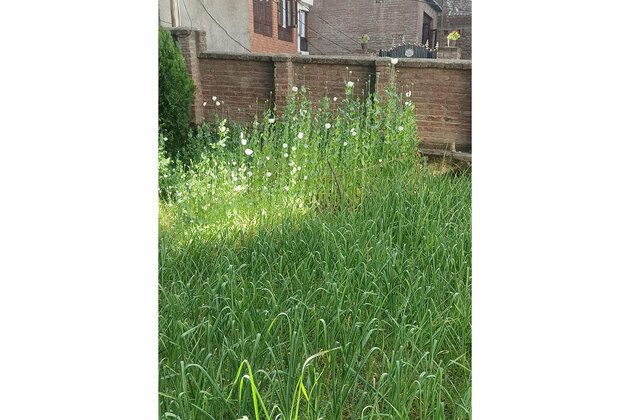 JK: Anantnag Police destroy illegal opium cultivation in Sarnal Bala
