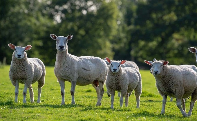 Sheep farmers urged to use newer wormer groups
