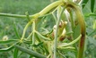 Fungal disease hits NSW lupin growers