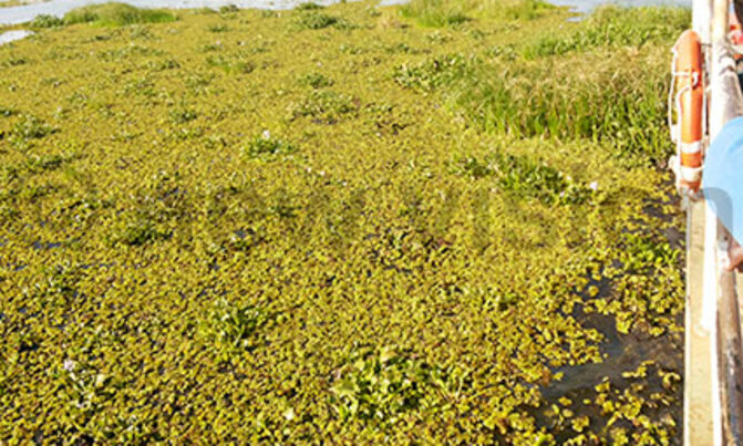 ''Nankabirwa'' weed chokes Kyoga ferry ''Nankabirwa'' weed chokes Kyoga ferry