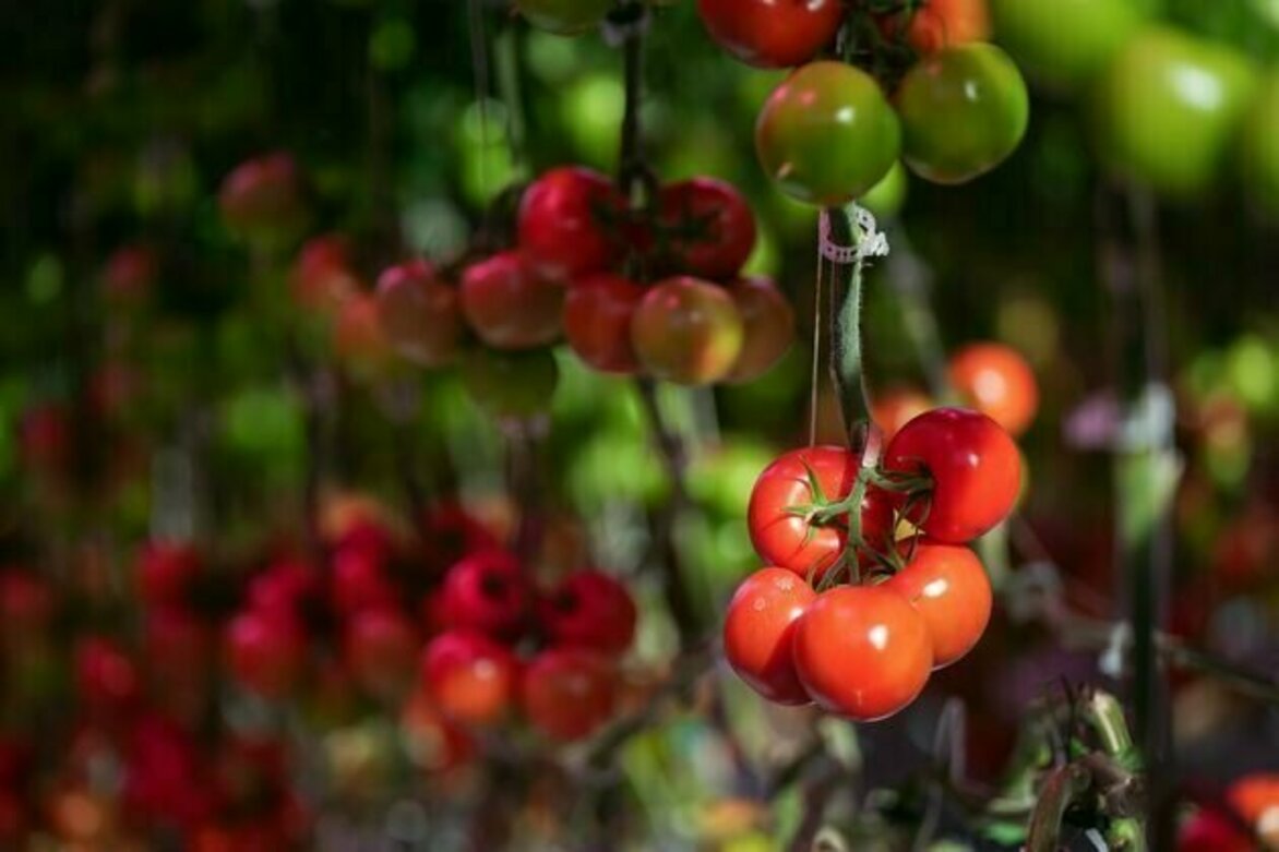 Canada's local food system faces major roadblocks without urgent policy changes