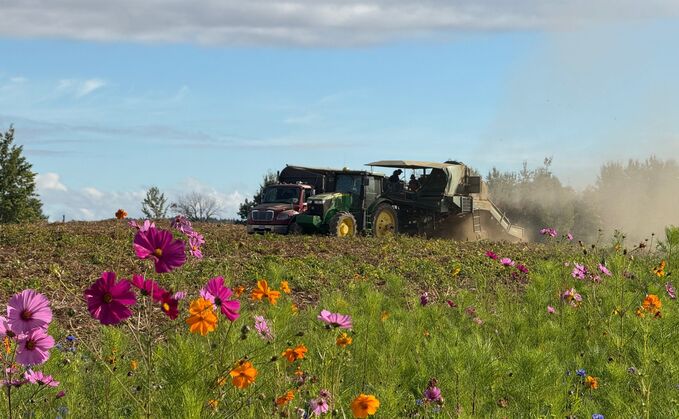 'Farm of the Future' launched to trial farm-scale regenerative potatoes