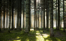 AXA launches bid to boost French forest climate resilience and biodiversity