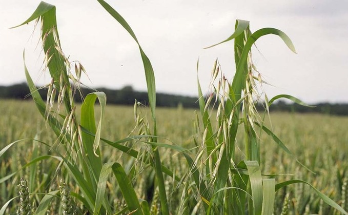 Top tips for tackling wild oats