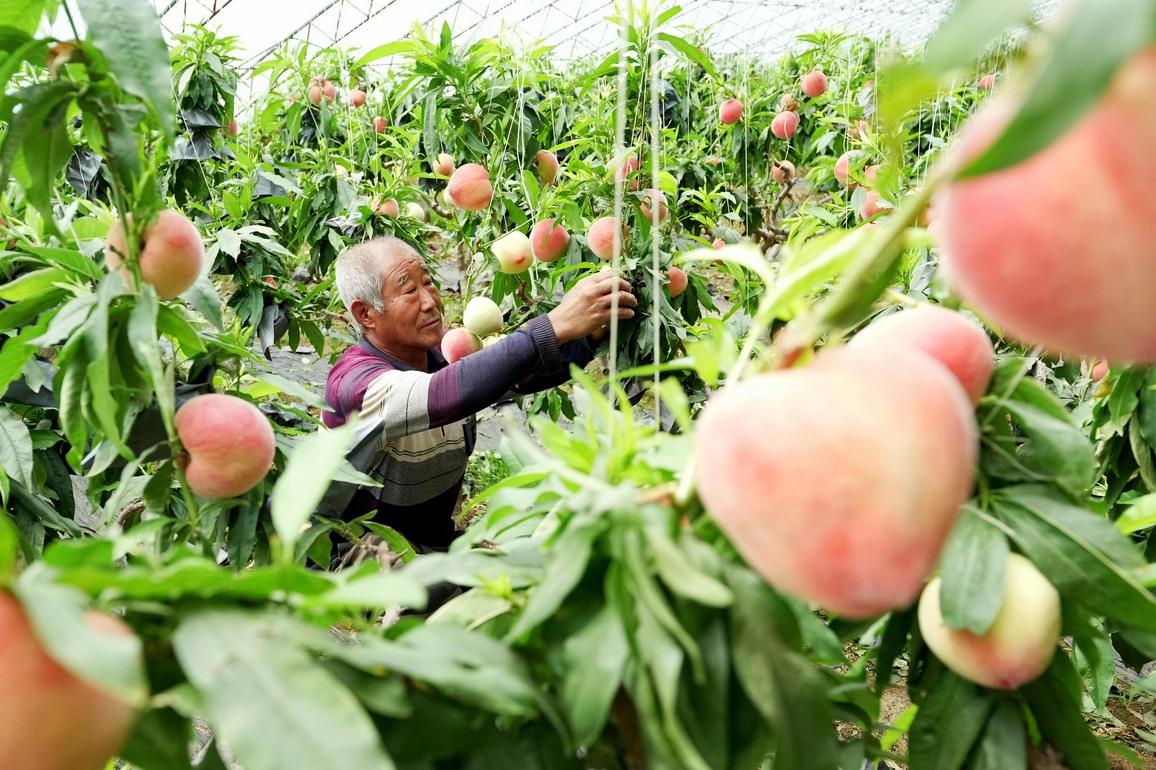 CHINA-HEBEI-CHANGLI-AGRICULTURE-GREENHOUSE (CN)