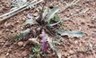 A gall-affected skeleton weed plant. Photo courtesy DPIRD.