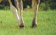 BSAS21: Producer's opinion of leaving calves suckling their dam