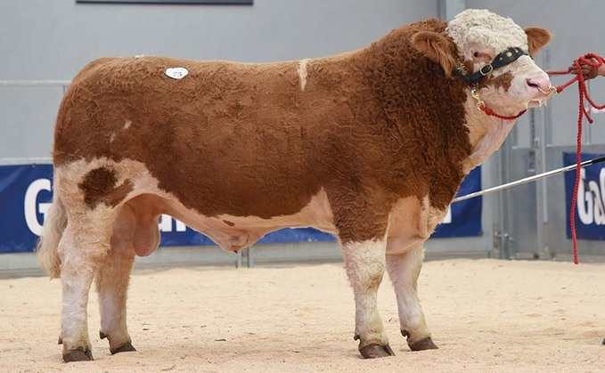 High of 9,500gns for Simmentals at Stirling