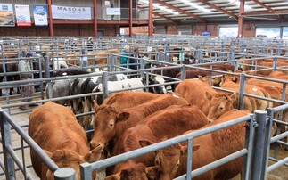 Store cattle price inflation remains above the deadweight market