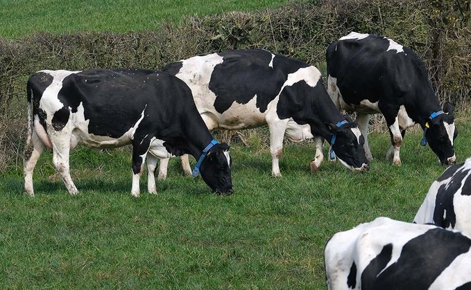 What will characterise the dairy cows of the future?