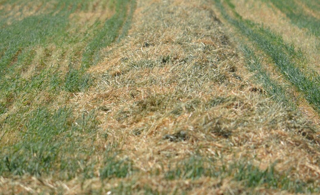 Late rains in some areas of south-eastern Australia have interrupted hay making activities.