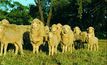 Managing Merino ewe lambs to conceive and rear lambs