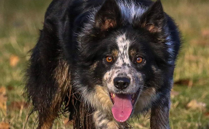 Vicki tops sheep dog trade at 18,500