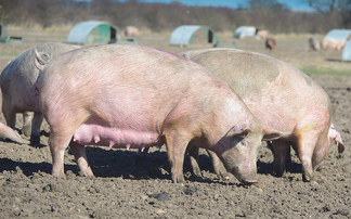 Pilgrims launches 20-year pig contract